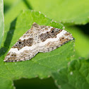 Common carpet moth