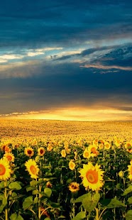 download Sunflower Falling Wallpaper free