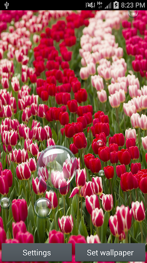 Tulip Collections