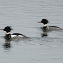 red-breasted mergansers