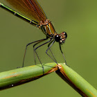 Caballito del diablo (Copper Demoiselle)