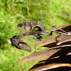 Louva-Deus folha-seca (Dry leaf mantis