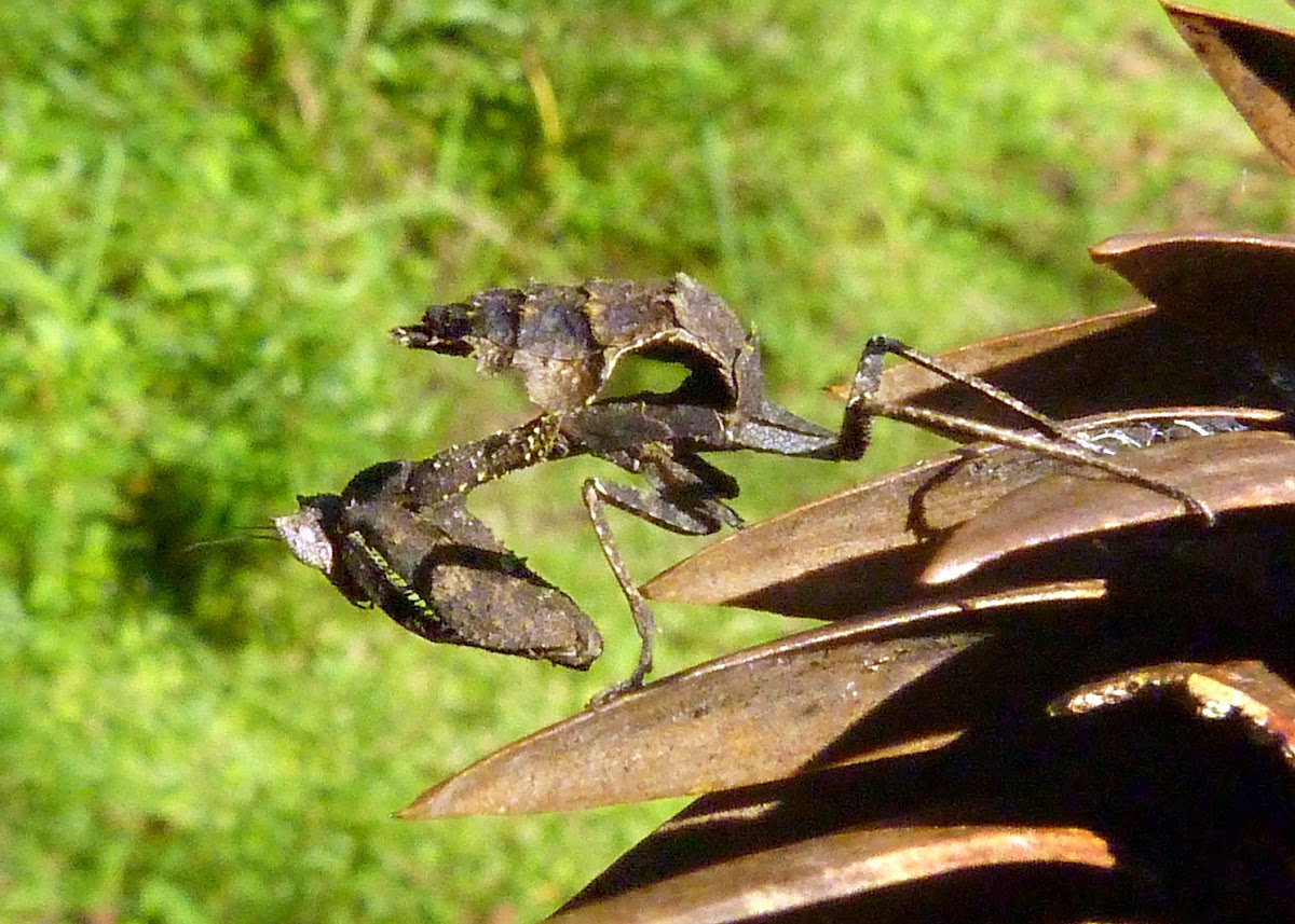 Louva-Deus folha-seca (Dry leaf mantis