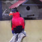 Black-capped Lory