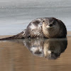 North America river otter