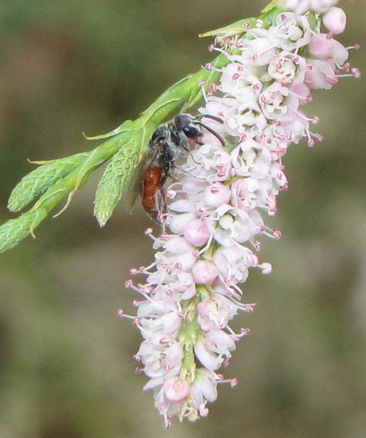 Cuckoo Bee (female)