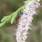 Cuckoo Bee (female)