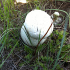 Skull puffball