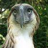 Philippine Eagle