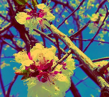 How to get Nature Hd wallpapers 1.1 apk for laptop