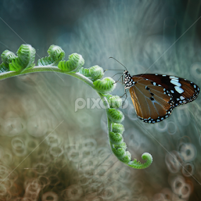 by Ruri Irawan - Animals Insects & Spiders
