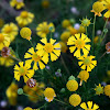 Sneezeweed