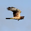 Northern Harrier Hawk