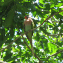 Red-breasted Parakeet Psittacula alexandri