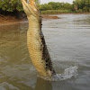 Saltwater Crocodile