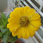 Yellow Zinnia