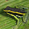 Three-striped Poison Dart Frog
