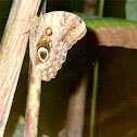 Mariposa Morfo