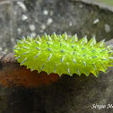 Lime coloured caterpillar