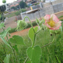 Abutilon sp