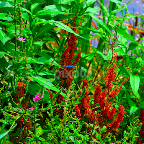 Dragon Fly by Julia Arredondo - Nature Up Close Leaves & Grasses