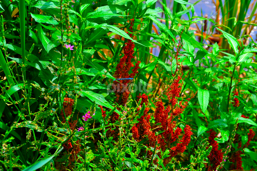 Dragon Fly by Julia Arredondo - Nature Up Close Leaves & Grasses