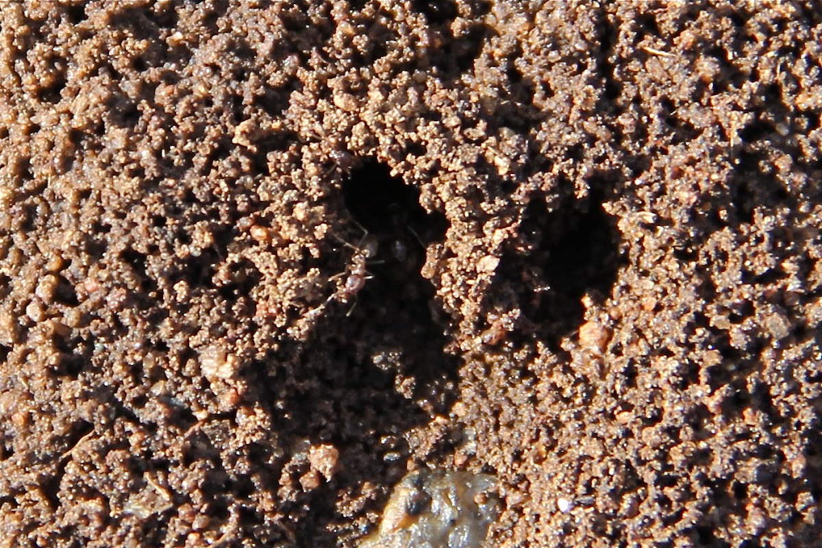 Ant Burrow