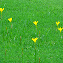 Yellow rain lily