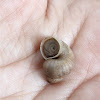 Round-mouthed land snail