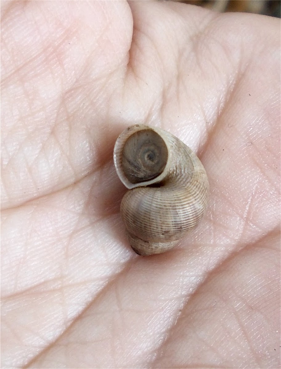 Round-mouthed land snail