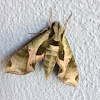 Pandora Sphinx Moth
