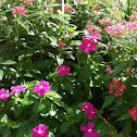 Vinca rosea