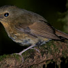 White-browed Shortwing - female