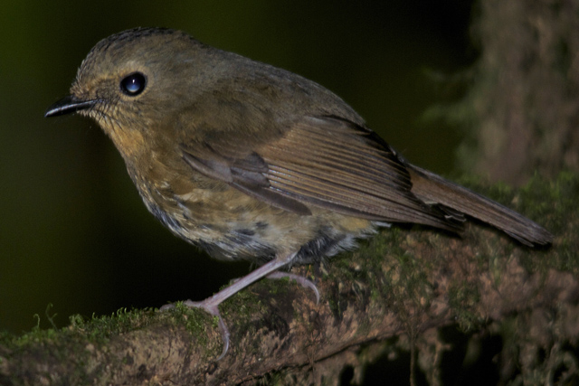 White-browed Shortwing - female