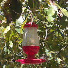 Ruby-throated hummingbird