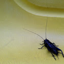 Pin head cricket