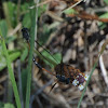 Thread-waisted Wasps (mating)
