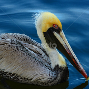 by Heather Carter - Animals Birds