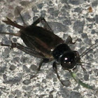 Pihareinga (Black Field Cricket)