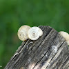Vineyard Snails