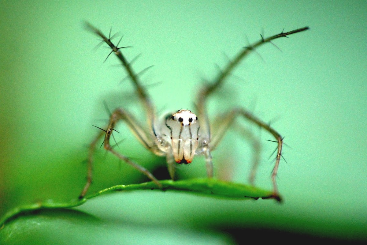 Lynx Spider