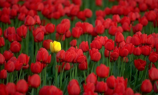 Download Tulips Wallpapers APK for Android