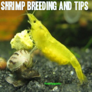 Shrimp Breeding and Tips Screenshots 5