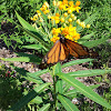 Monarch  butterfly