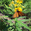 Monarch  butterfly