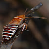 Cape Zebra Cockroach