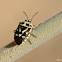 Bagrada Bug