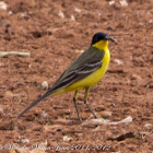 Black-headed Yellow Wagtail