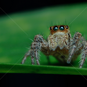 Termenung by Muhd Shahjeehan - Animals Insects & Spiders