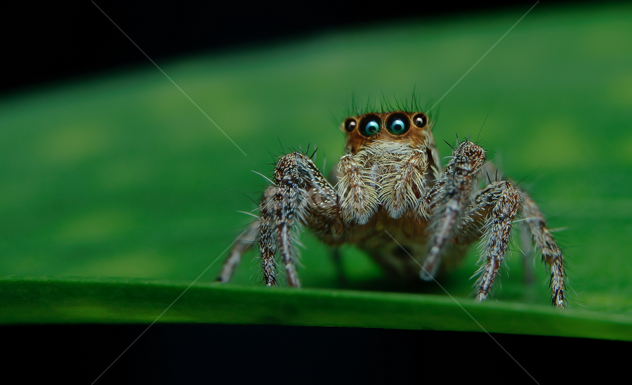 Termenung by Muhd Shahjeehan - Animals Insects & Spiders